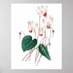Botanischer ERSTKLASSIGER QUALITÄTS-Druck von Poster