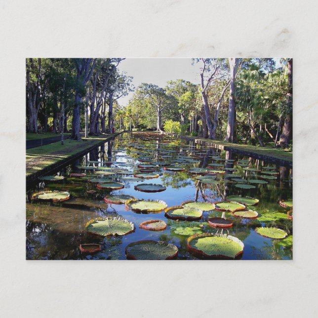 Botanischer Garten Pamplemousses, Insel Mauritius Postkarte (Vorderseite)