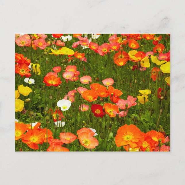 Botanischer Garten Postkarte (Vorderseite)