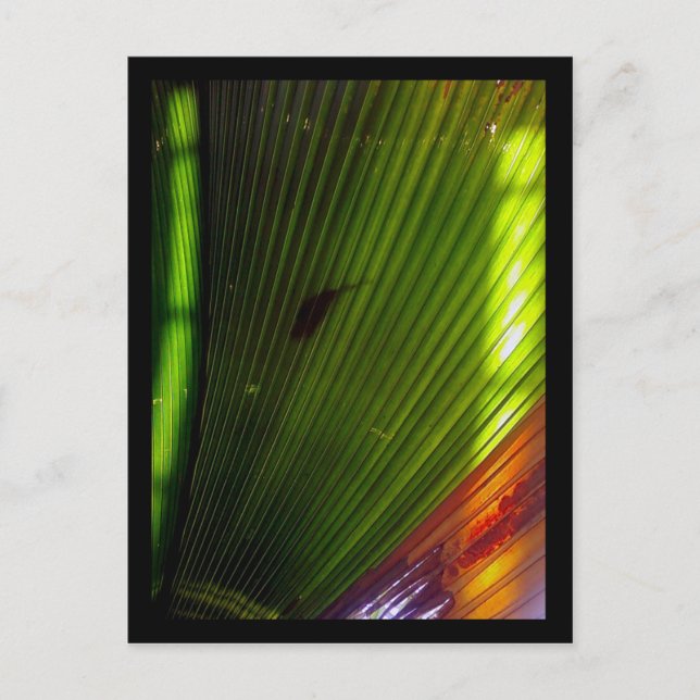 Botanischer Garten Postkarte (Vorderseite)