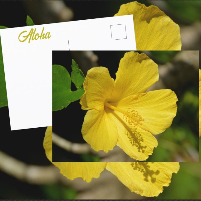 Botanischer Gelber Hibiskus Postkarte (Von Creator hochgeladen)