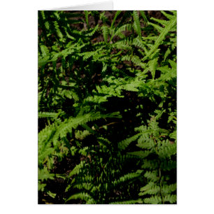 Botanischer grüner Waldboden Ferns