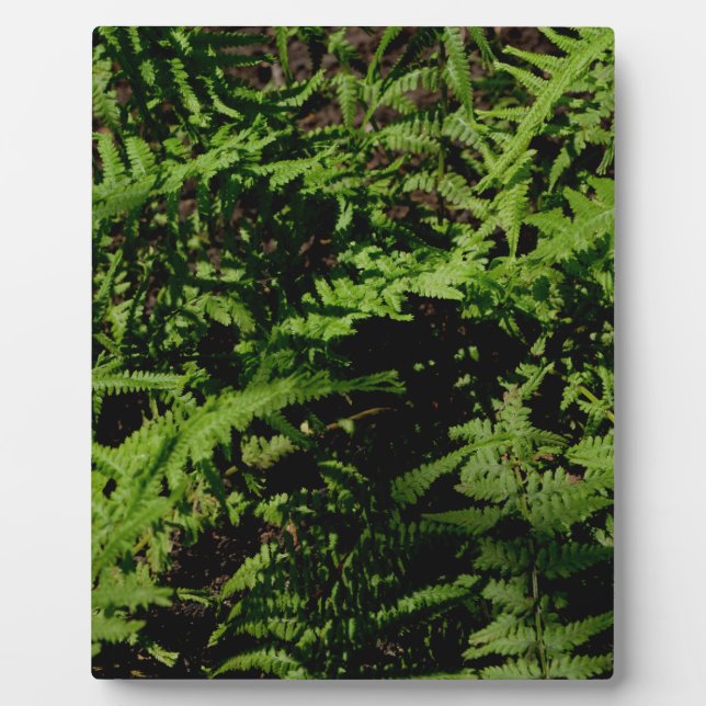 Botanischer grüner Waldboden Ferns Fotoplatte (Vorderseite)