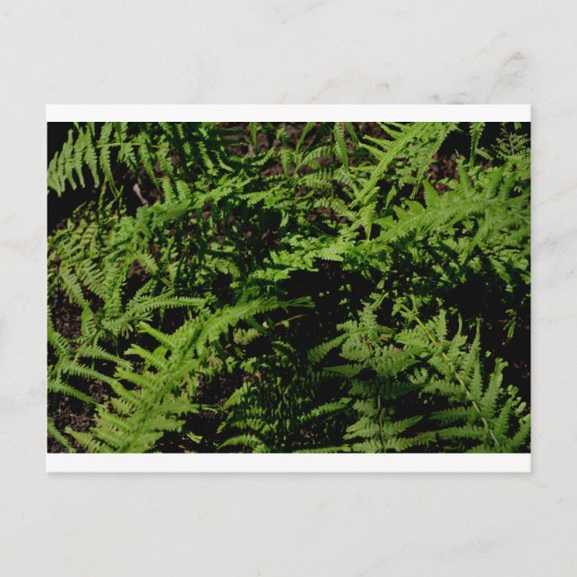 Botanischer Grünwaldfußboden Ferns Postkarte (Vorderseite)