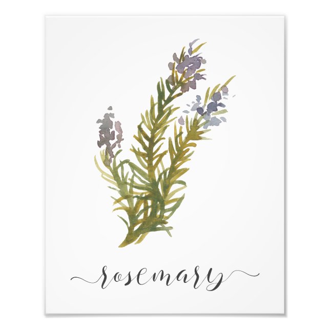 Botanischer Kräuterrosemary Fotodruck (Vorne)