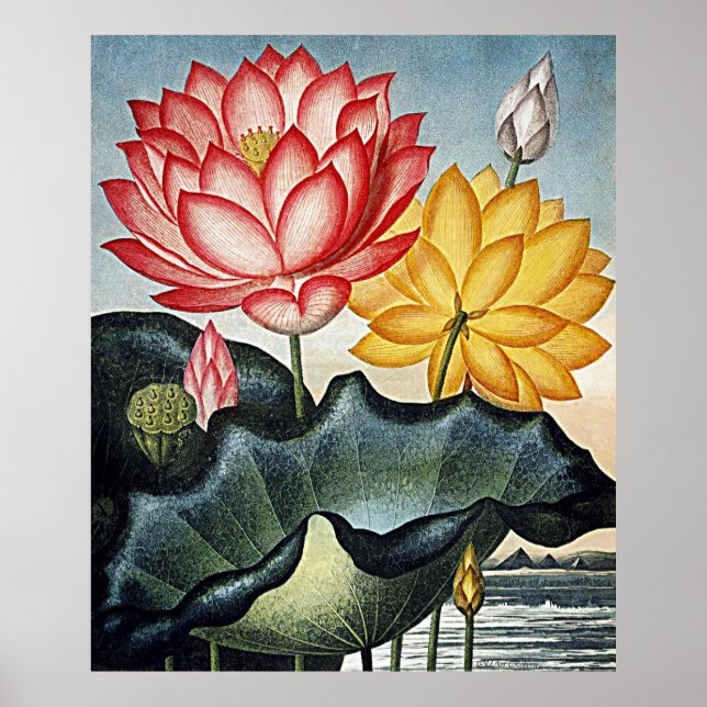 Botanischer Kunsttempel der Flora Ägyptische Wasse Poster (Vorne)