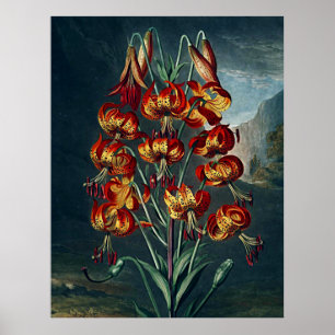 Botanischer Kunsttempel Flora Fantastische Lily Poster