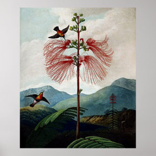 Botanischer Kunsttempel Flora Sensible Pflanze Poster