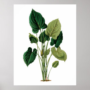 Botanischer Philodendron Druck des tropischen Poster