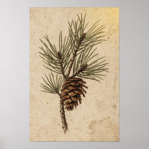 Botanischer Poster mit Kiefernzapfen und immergrün