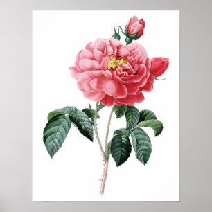 Botanischer PREMIUM-QUALITÄTSdruck der Rose Poster