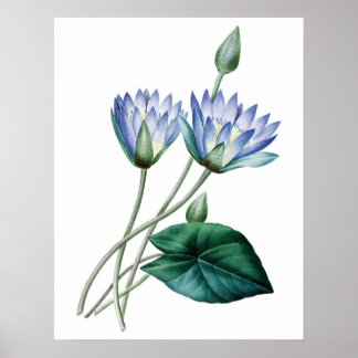 Botanischer PREMIUM-QUALITÄTSdruck für Seerosen Poster