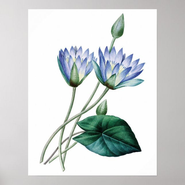 Botanischer PREMIUM-QUALITÄTSdruck für Seerosen Poster (Vorne)