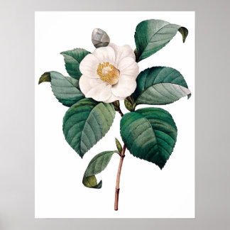 Botanischer PREMIUM-QUALITÄTSdruck Kamelien Poster
