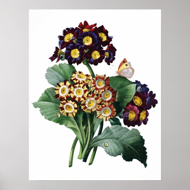 Botanischer PREMIUM-QUALITÄTSDruck Poster (Vorne)