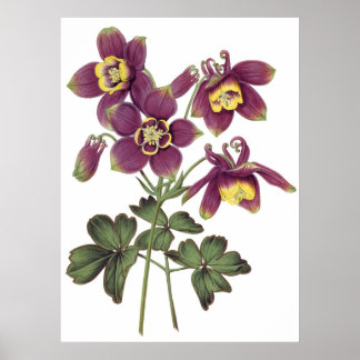 Botanischer PREMIUM-QUALITÄTSdruck von Kolonnen Poster