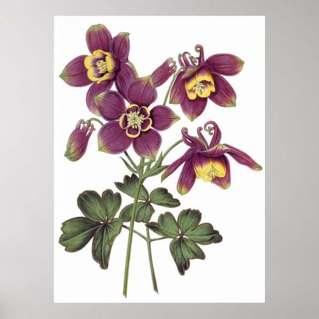 Botanischer PREMIUM-QUALITÄTSdruck von Kolonnen Poster (Vorne)