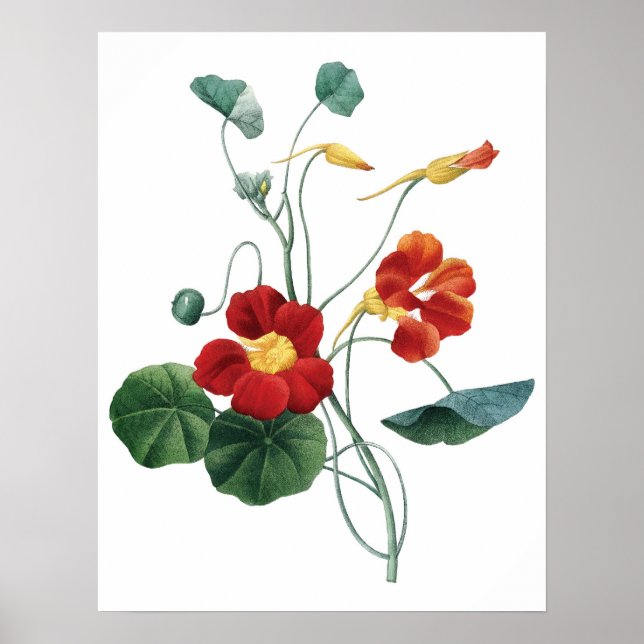 Botanischer PREMIUM-QUALITÄTSDruck von nasturtium Poster (Vorne)