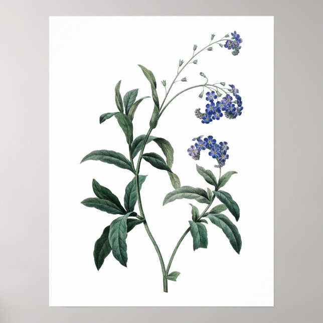 Botanischer PREMIUM-QUALITÄTSDruck von Vergessenhe Poster (Vorne)