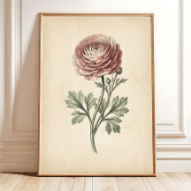 Botanischer Ranunculus-Leinwanddruck