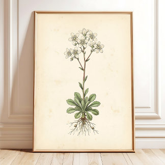 Botanischer Saxifrage-Kunstgalerie-Wanddruck Poster