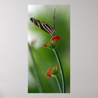 Botanischer Schmetterling Poster