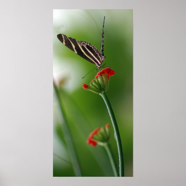 Botanischer Schmetterling Poster (Vorne)