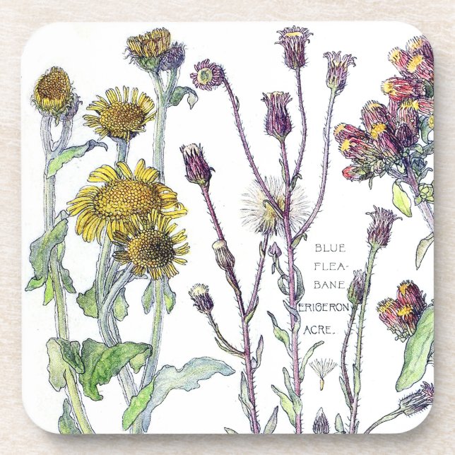 Botanischer Spikenard Wildblume-Blumen-Untersetzer Getränkeuntersetzer (Vorderseite)