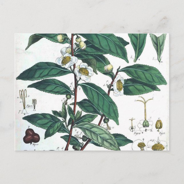 Botanischer Vintager grüner Tee Postkarte (Vorderseite)