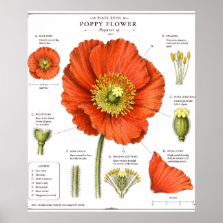 Botanisches Blumenposter | Vintage-Blumenkunst Poster