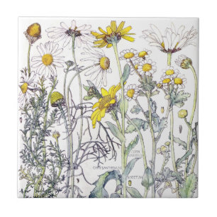 Botanisches Chrysanthemen-Wildblumen-Fliesenbild Fliese