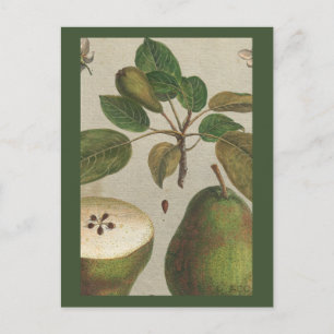Botanisches Fruchtbirnen-Stillleben Postkarte