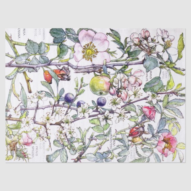 Botanisches Holzapfel-Blumen-Blüten-Seidenpapier Seidenpapier (Vorderseite)