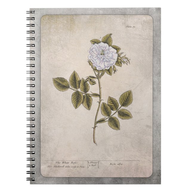 Botanisches IllustrationsNotebook - Weiße Rose Notizblock (Vorderseite)