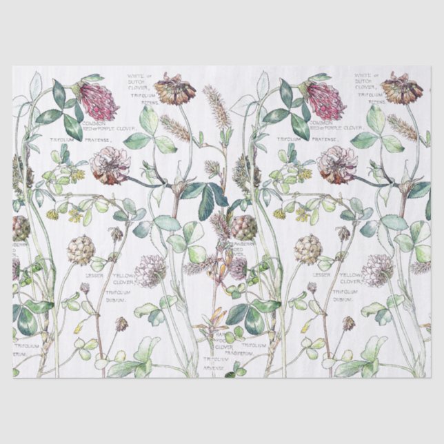 Botanisches Klee-Blumen-Wildblumen-Seidenpapier Seidenpapier (Vorderseite)