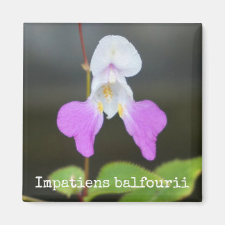 Botanisches Magnet des armen Mannes