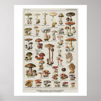 Botanisches Pilzdiagramm Poster