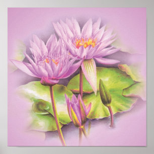Botanisches Plakatprint der Wasserlilie Poster