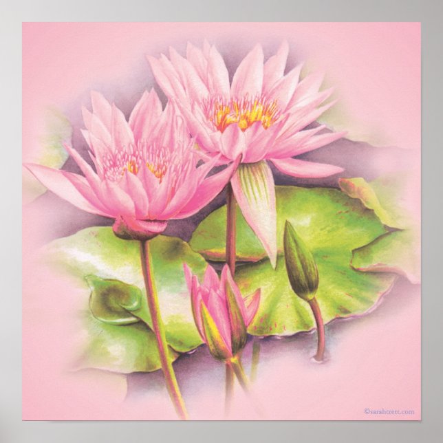 Botanisches Plakatprint von Wasserlilie pink Poster (Vorne)