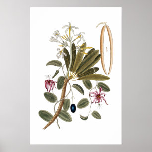 Botanisches Vanilla-Poster Poster