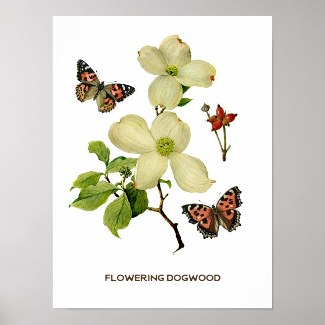 Botanisches Vintages Dogwood Poster (Vorne)