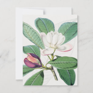 Botanisches Weißes Magnolia und grüne Blätter Feiertagskarte