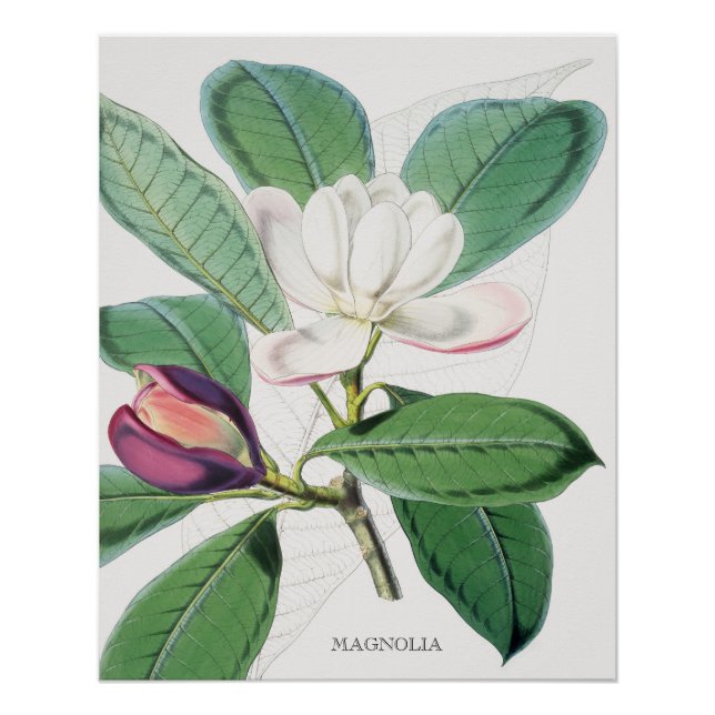 Botanisches Weißes Magnolia und grüne Blätter Poster (Vorderseite)