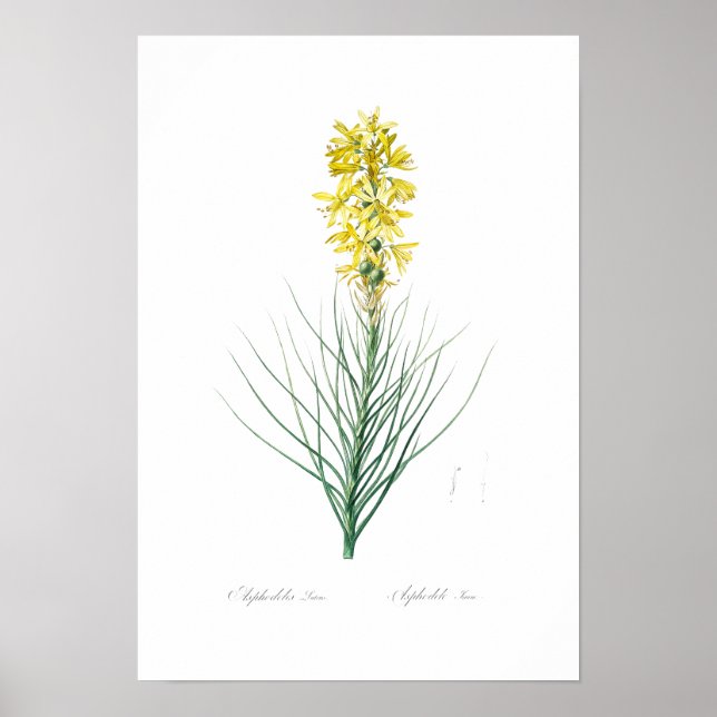 BOTANISCHES "YELLOW ASPHODEL" REDOUTÉ POSTER (Vorne)