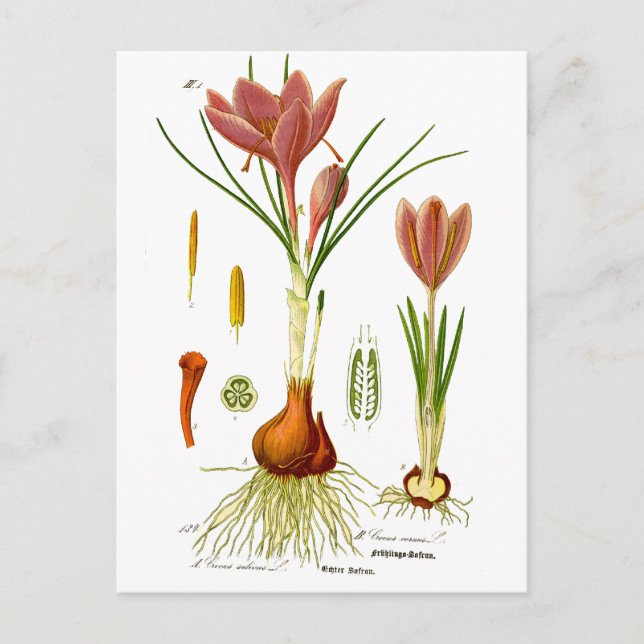 Botany Illustration Postkarte (Vorderseite)
