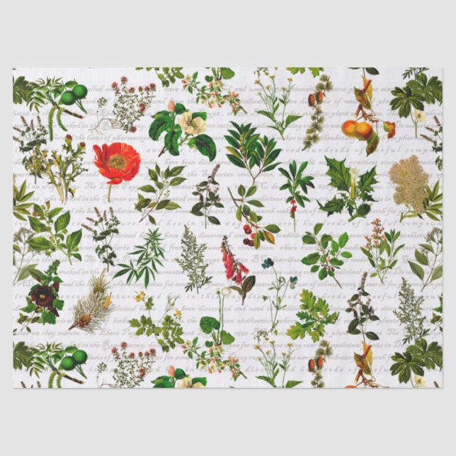 Botany Pharmaceutical Herbs Blume Herbarium Seidenpapier (Vorderseite)