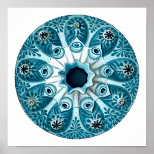 Botryllus Polycyclus Ernst Haeckel schöne Kunst Poster