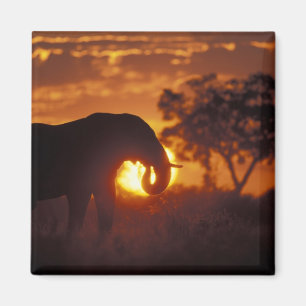 Botsuana, Chobe National Park, Bull Elephant Magnet