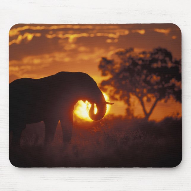 Botsuana, Chobe National Park, Bull Elephant Mousepad (Vorne)