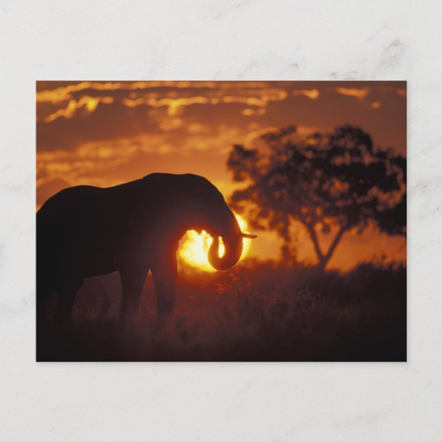Botsuana, Chobe National Park, Bull Elephant Postkarte (Vorderseite)